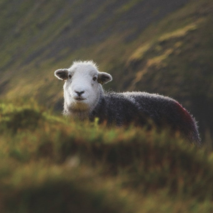 Vionna Pure Wool Balaclava