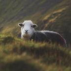 Vionna Pure Wool Balaclava