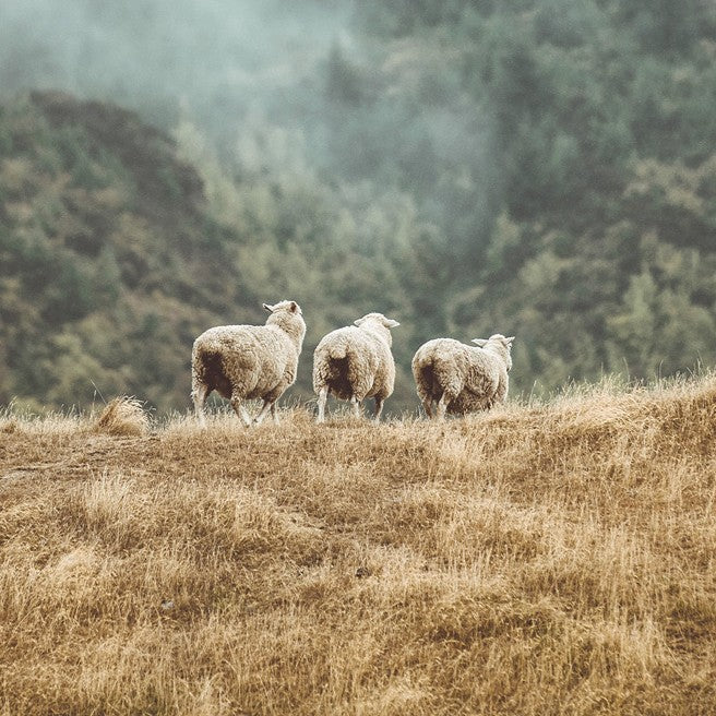 Vionna 100% Pure Wool Beanie